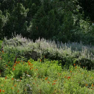 Salvia (sage) blooming in the Groundcover Display