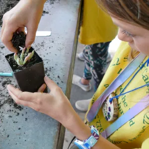 Jr. Naturalist Summer Camp Plant Propagation Activity (liveforevers)