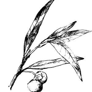 Umbellularia californica