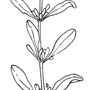 Salvia pachyphylla Rose Sage