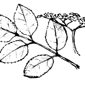 Elderberry (Sambucus mexicana)