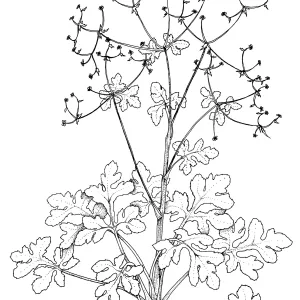 Hoffmans Snakeroot