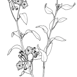 Chaparral Nightshade