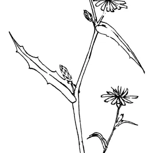 Chicory