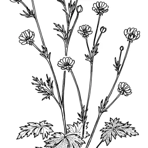 California Buttercup