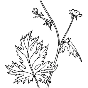 California Buttercup