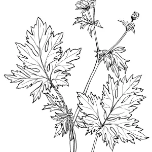 California Buttercup