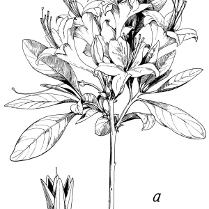 Western Azalea