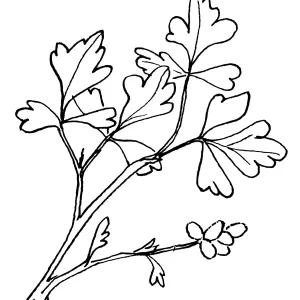 Squaw Bush