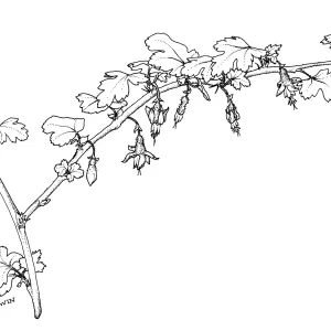 Thatcher Bristly Gooseberry