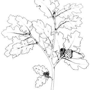 Oak
