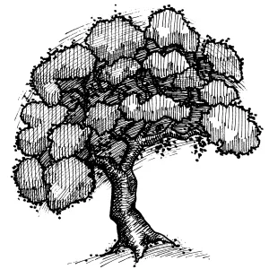 Oak