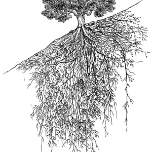 Oak