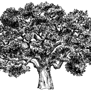 Oak