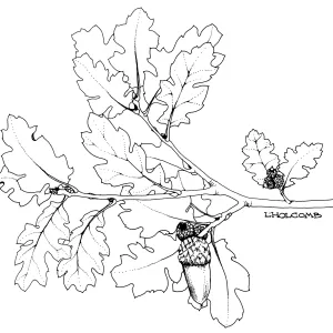 Macdonald Oak