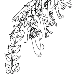 Honeysuckle Penstemon