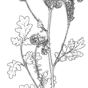 Caterpillar Phacelia
