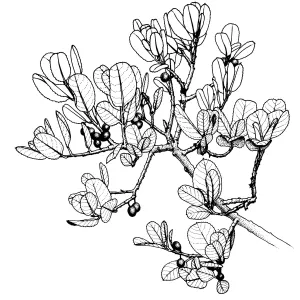 Mistletoe