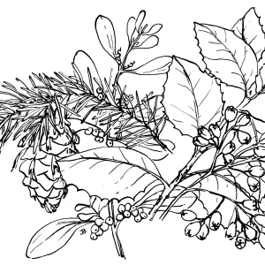 Native Plants in Holiday Decorations- Toyon, Hollyleaf Cherry, Douglas Fir, and Mistletoe