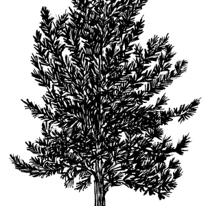 Yellow Pine