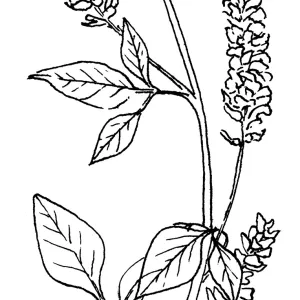 Leather Root