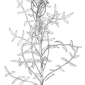 Gambels Watercress