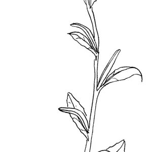 Beach Evening Primrose