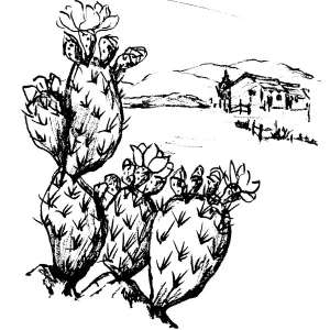 Prickly Pear, Cholla