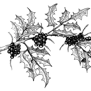 Barberry