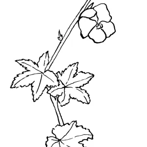 Chaparral Mallow