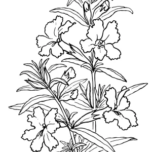 Monkey Flower