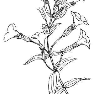 Great Purple Monkey Flower