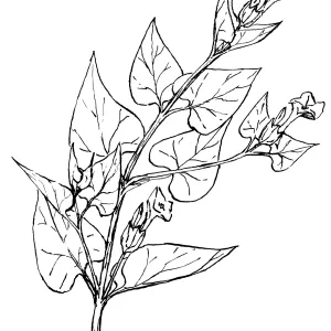 Wishbone Bush