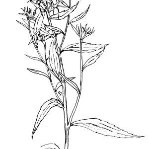 Dunns Lobelia