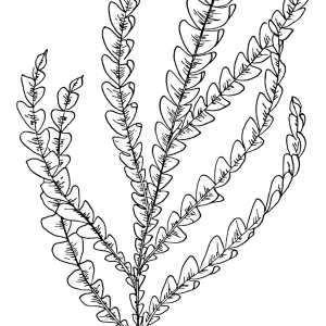 Santa Cruz Island Ironwood