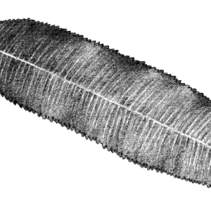 Catalina Island Ironwood