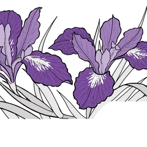 Iris