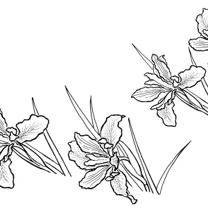 Iris