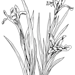 Iris