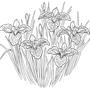 Iris