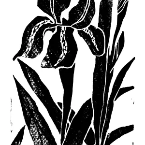 Iris