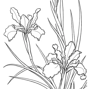 Iris