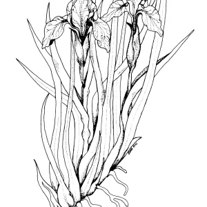 Iris speciesIris