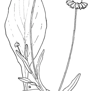 Sneezeweed