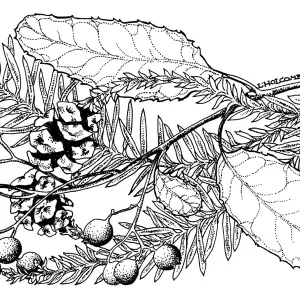 Toyon and Coast Redwood