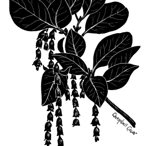 Veatch Silk Tassel