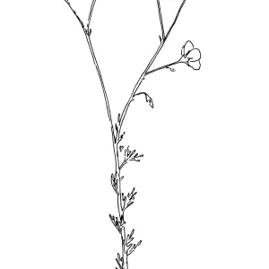 Apache Plume