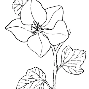 FremontodendronFremontia