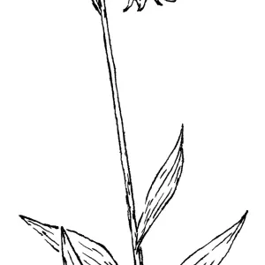 Chocolate Lily