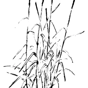 Rye Grass